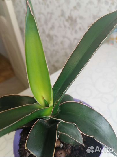 Сансевиерия Star Canary, Black Gold