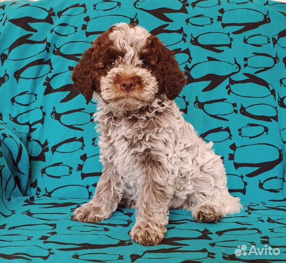 Щенки лаготто романьоло