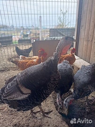 Индюки домашние