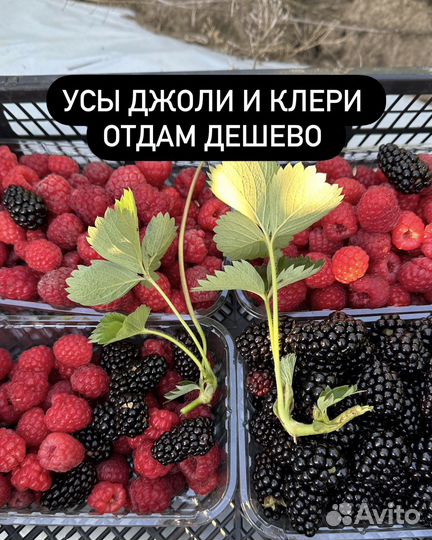 Рассада клубники