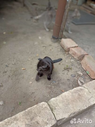 Собаки бесплатно в добрые руки щенки