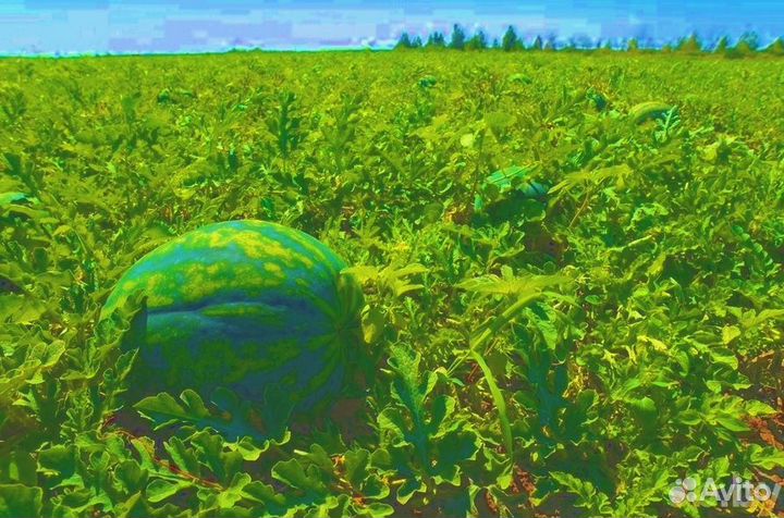 Арбузы Оптом