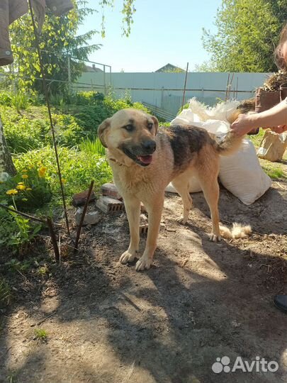 Собака из отлова в добрые руки