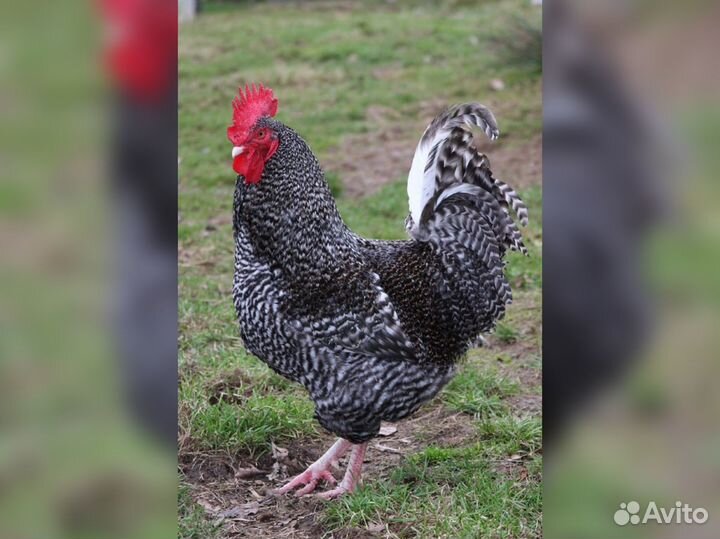 Куры несушки