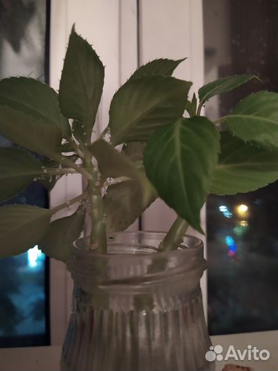 Бальзамин (Ванька мокрый)