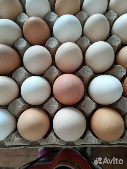Домашние куриные яйца