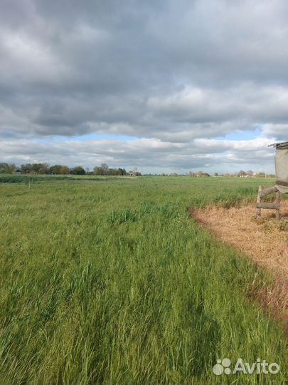 Участок под укос сена