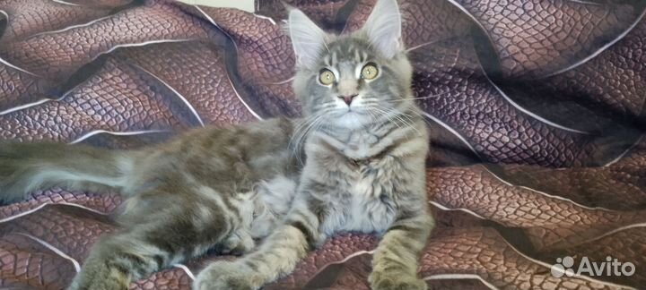 Девочка мейкун