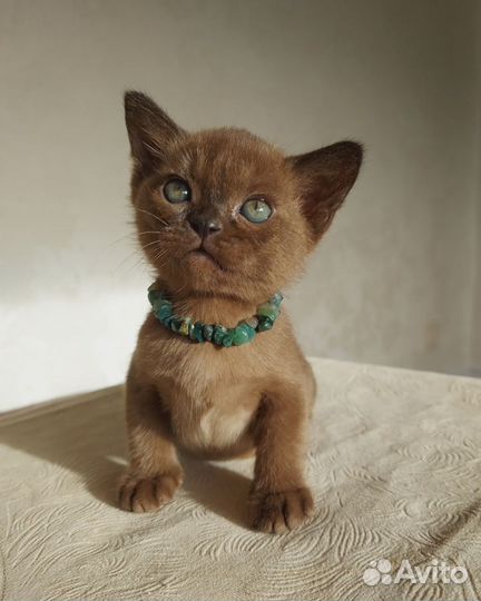 Бурманские котята