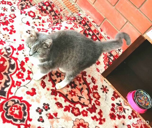 Кошечка ищет дом