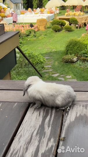 Кролик карликовый