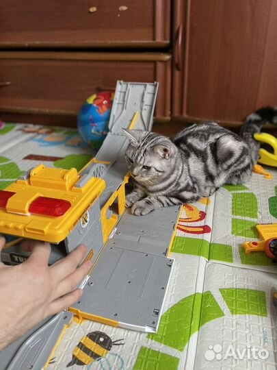 Кот для вязки шотландец