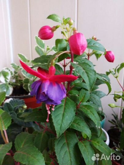 Фуксии сортовые