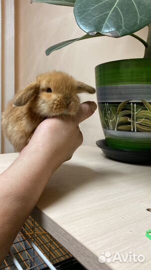 Декоративные кролики вислокхие барашки