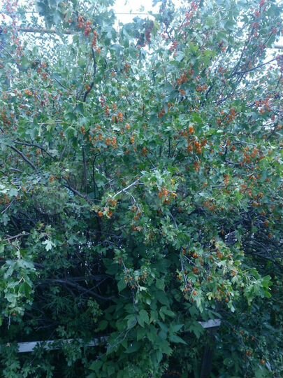 Участок 4,5 сот. (СНТ, ДНП)