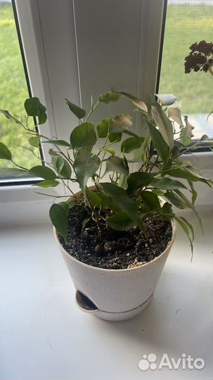 Фикус бенджамина