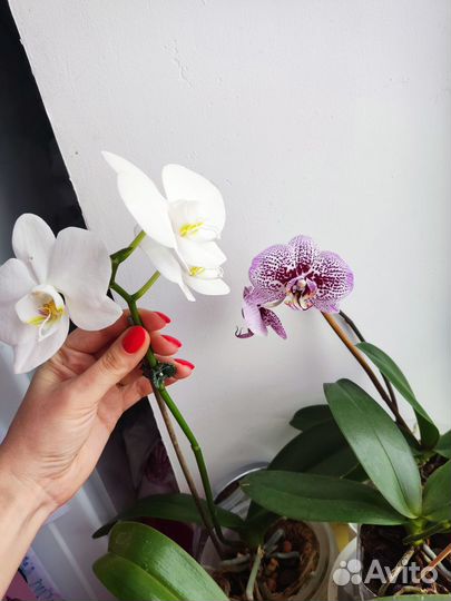Орхидеи сортовые
