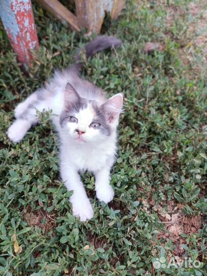 Котята пушистики в хорошие руки