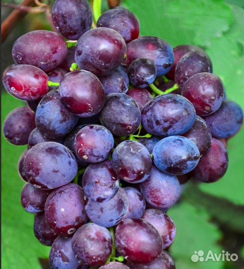 Виноград плодовый (саженцы с зкс) в ассортименте