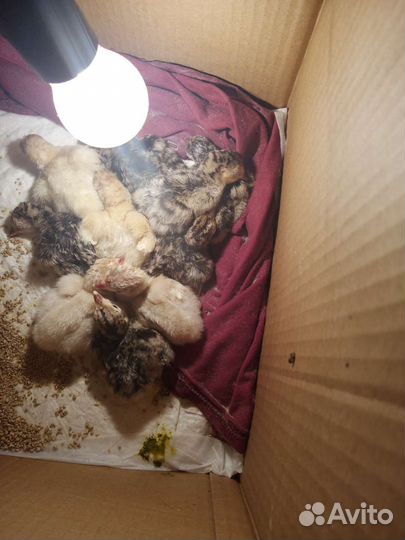 Индюшата подрощенные