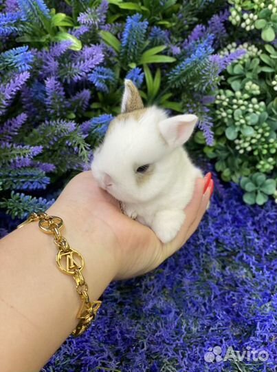 Домашние кролики