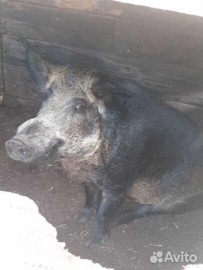 Хряк венгерской мангалицы и Свиноматка Ландрас