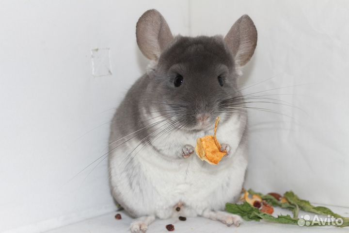 Продаются возрастные шиншиллы