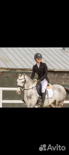 Продам уэльскую пони кобылу