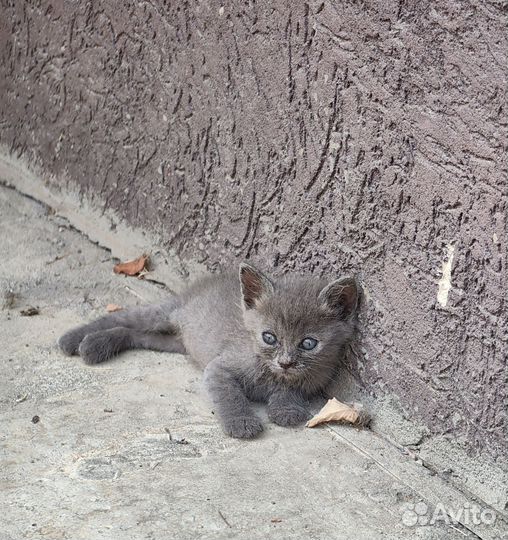 Милая кошечка ищет дом