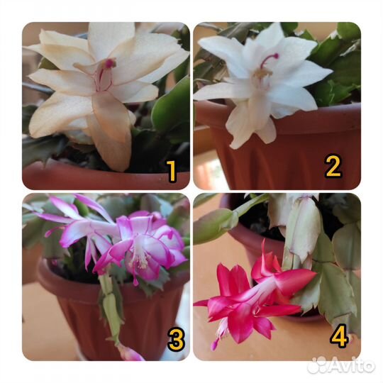 Шлюмбергера(декабрист), бегония, традесканция