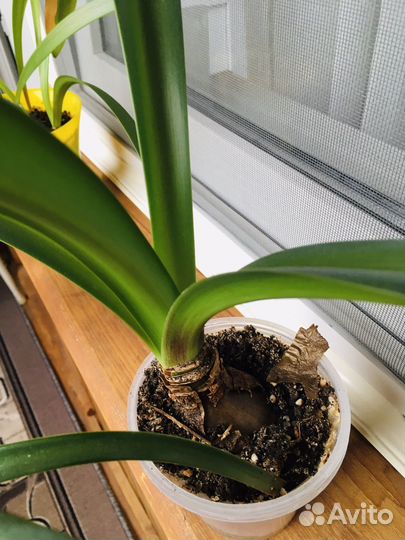 Гиппеаструм амариллис