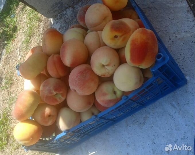 Персики домашний