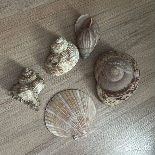 Украшения, камни, ракушки, сачок для аквариума