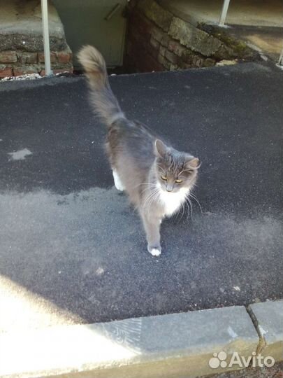Найдена кошка