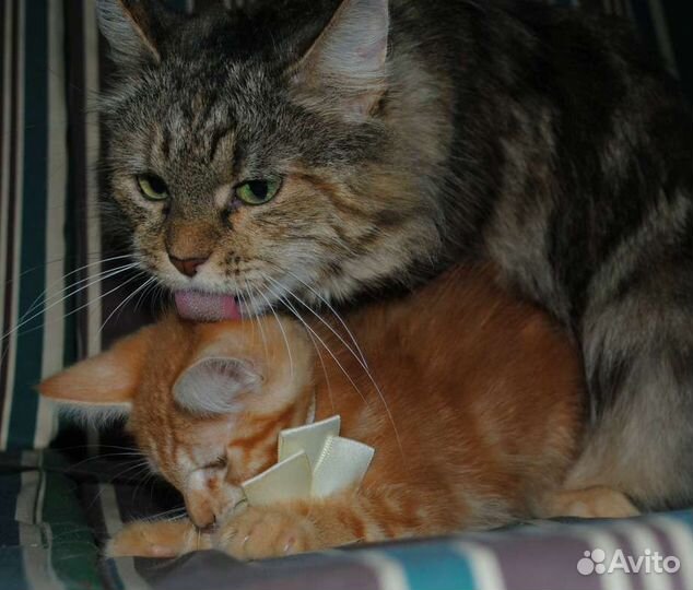 Милейший котик