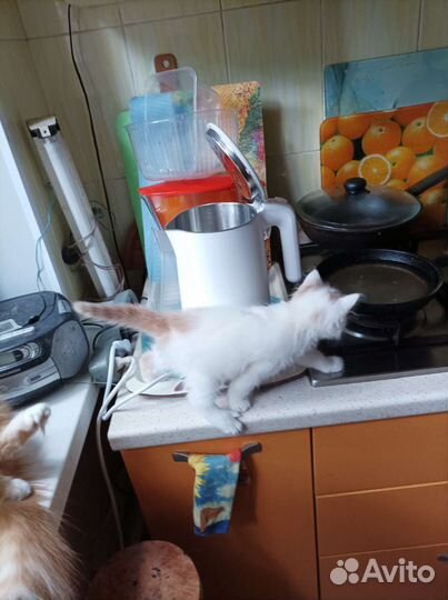 Котики бесплатно в добрые руки