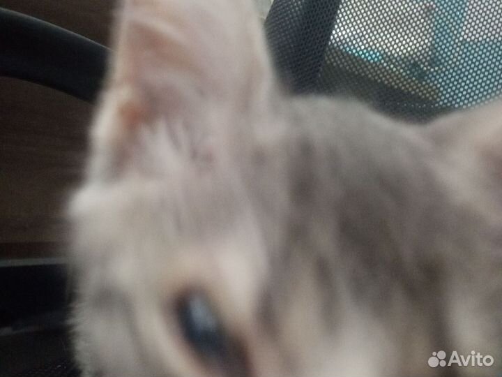 Кошка в дар