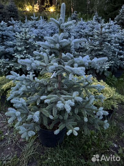 Ель Супер Блю