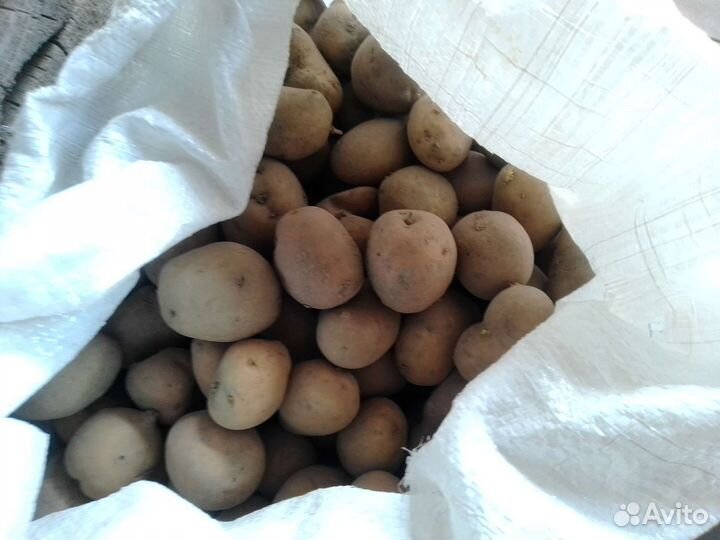 Семянной картофель