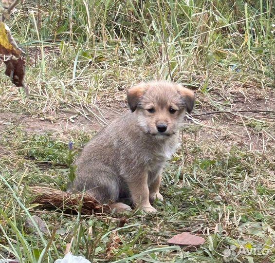 Щенок мальчик
