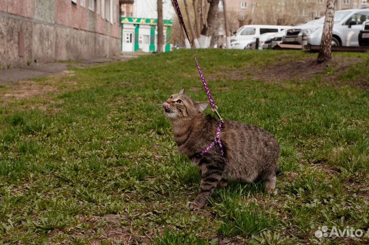 Кот в добрые руки