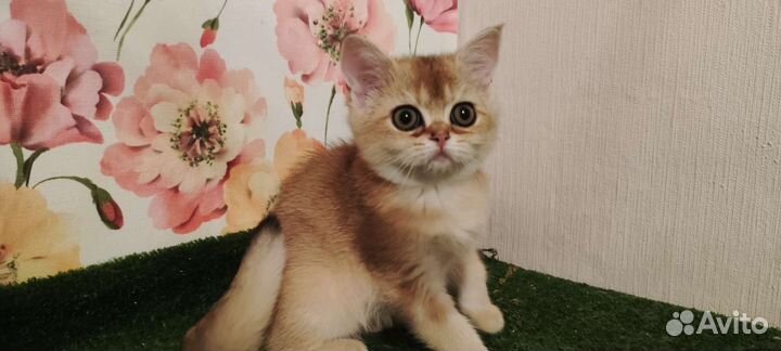 Золотой кот