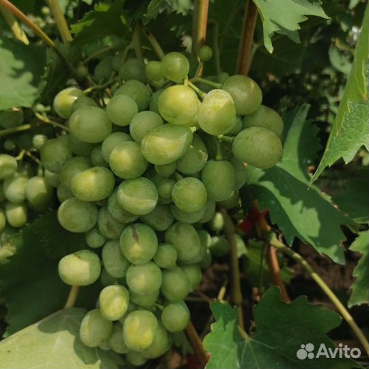 Саженцы и черенки винограда