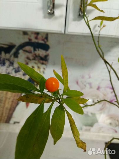 Ангинник (паслен перечный)