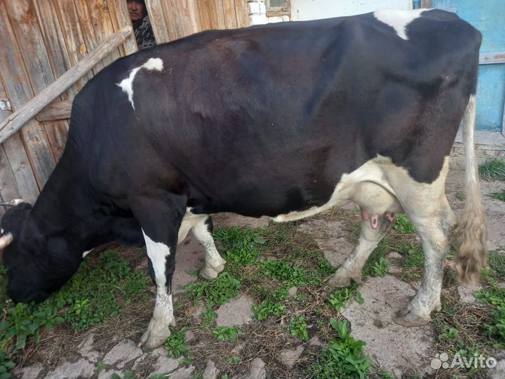 Корова стельная дойная