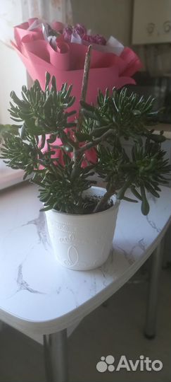 Крассула хоббит