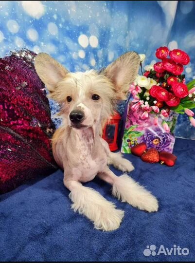 Харлей. Китайские Хохлатые щенки