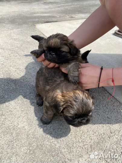 Щенки пекинеса