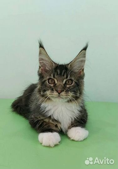 Котята мейн-кун