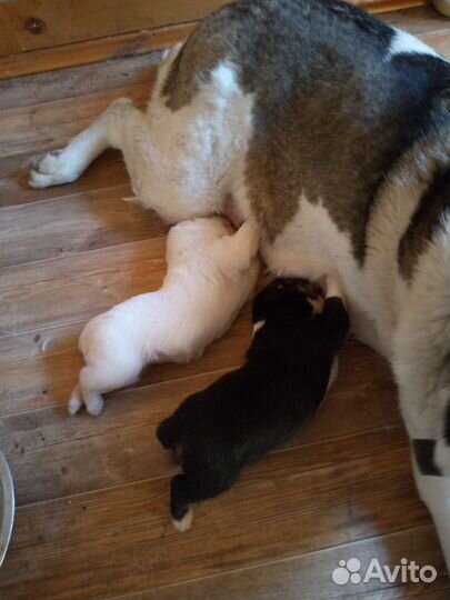 Щенки метисы